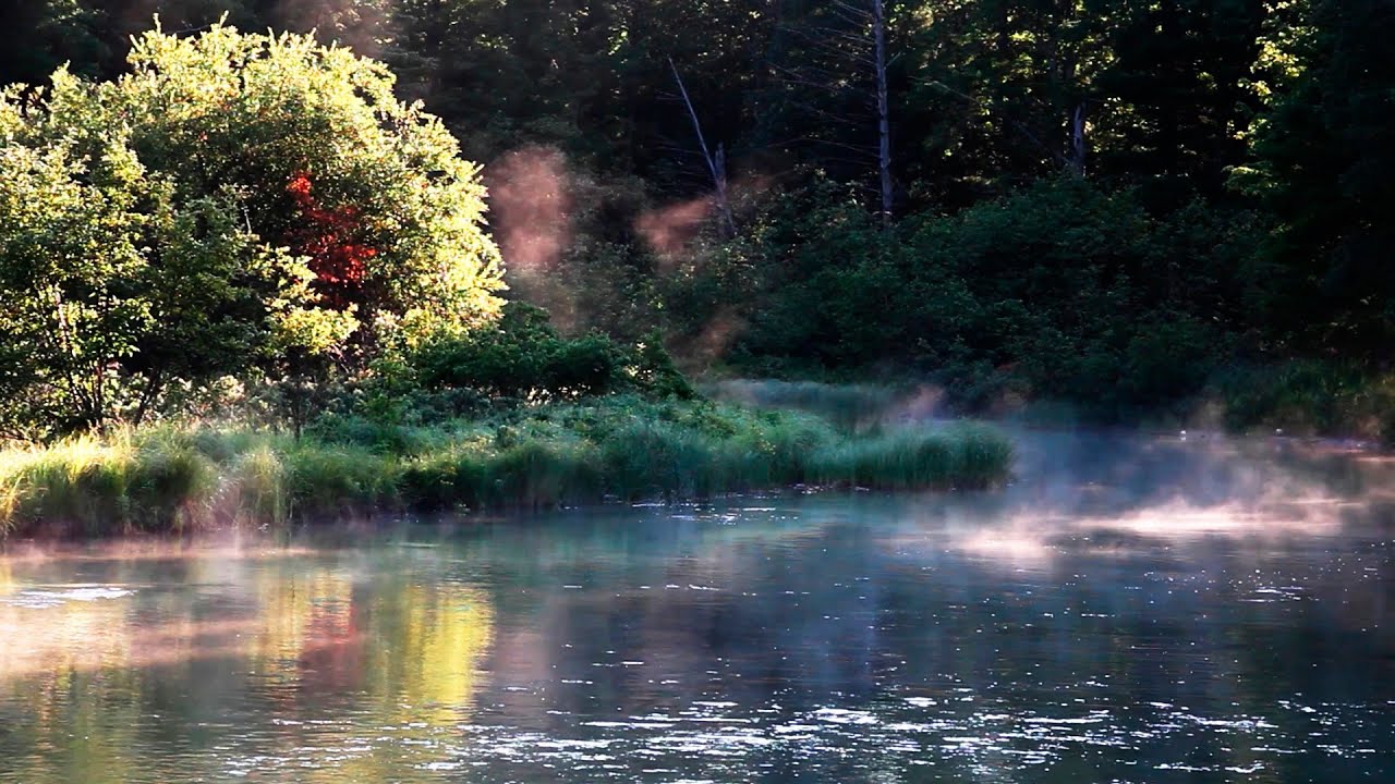 Bruits de la nature, Chants des Oiseaux - "Musique" Relaxante